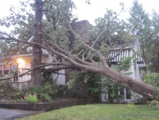 Storm tree damage in Youngstown