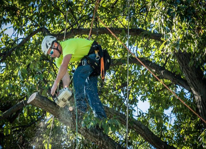 Tree Care Work, Youngstown OH